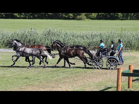 Záznam: Bahňák ožil. První vozatajské závody v Tlumačově se vydařily