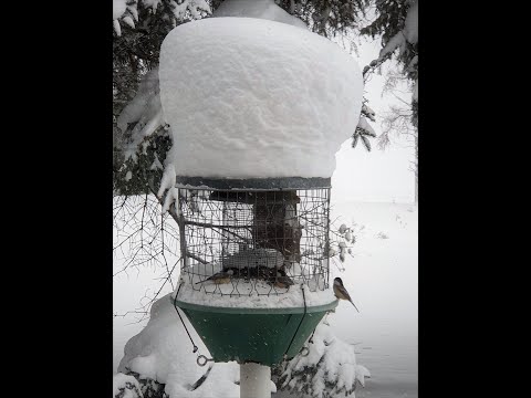 Chickadees Loving Ed's Yooper Bird Feeder