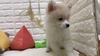 ハーフ犬の動画02