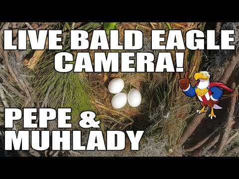 Central Florida Bald Eagle Live Cam #Pepe #Muhlady #baldeagle