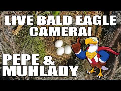 Bald Eagle Nest