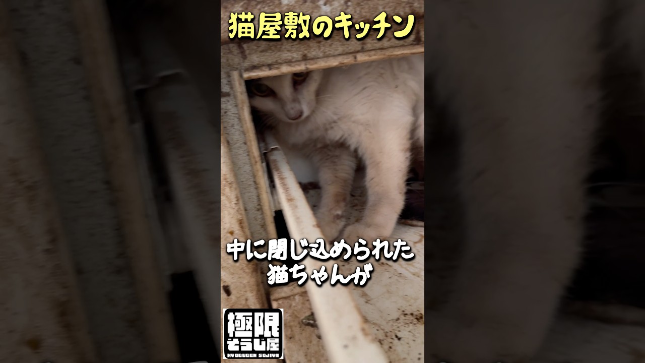 キッチンに閉じ込められた猫ちゃん#shorts
