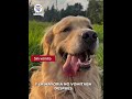 Perros, Gatos y más animales domésticos 1 Video thumbnail