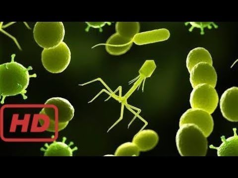 Deadliest Disease In Human History : Best Documentary 2017