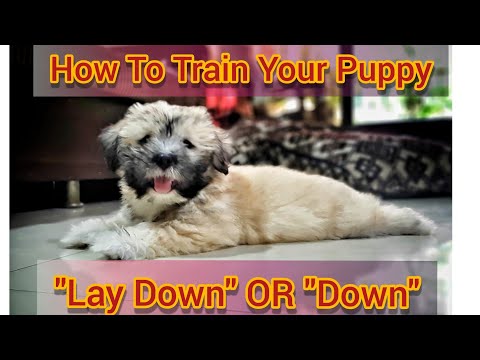 ⬇️how to train your puppy "lay down"  or "down"⬇️