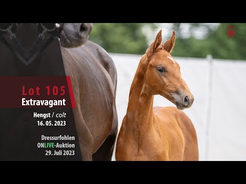 ONLIVE-AUKTION Lot 105 Extravagant Hengst v. Extra Gold -  San Amour I