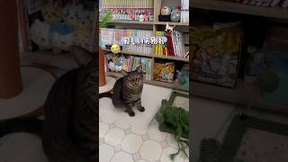 お別れの日、たくさんの癒しをありがとう#猫 #預かり猫 #猫vlog #猫のいる暮らし #shorts