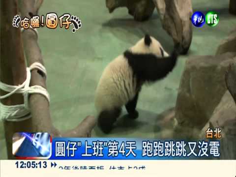 天氣冷颼颼! 看圓仔人數銳減