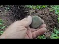 Upstate NY Metal Detecting Indian Head Pennies And 1800s Relics