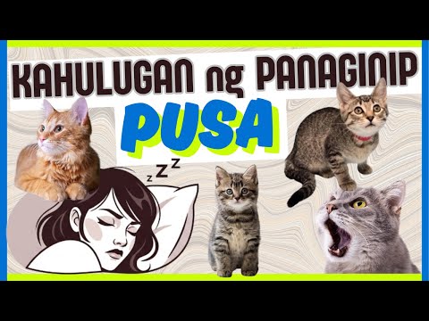 🐈 Kahulugan ng PANAGINIP ng PUSA | IBIG SABIHIN kung nanaginip ng puti, itim at iba pa na PUSA