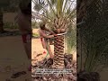 Man Pruning Date Palm Tree Manually