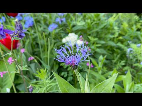 How to Grow & Care For Mountain Cornflower (Centaurea montana) | Perennial Garden