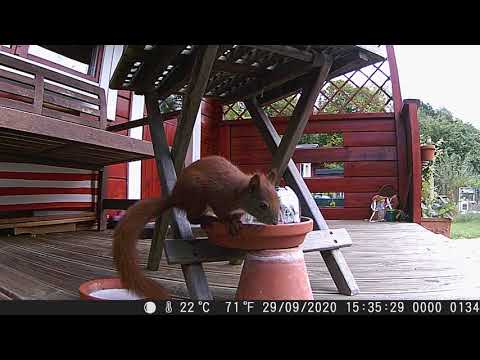 MH-HörnchenTV: Das Hörnchen - 134