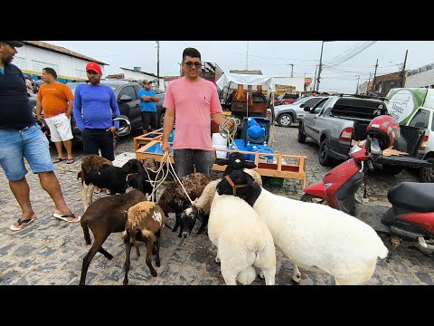 FEIRA DE ANIMAIS DE PUXINANÃ-PB 02/03/2026