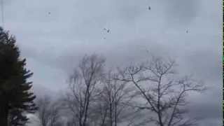 preview picture of video '4 30 2014 Birds Flying at Swains Lake'