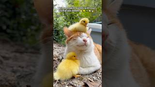 Different species, same heart ❤️#love#lovestory#cat#catlover#funny#cute#pets#companion#fyp#foryou