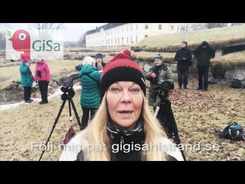 Gigi videoblogg nr 2 Vinterfåglar in på knuten