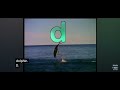 Animal Alphabet D Is For Dolphin 1998