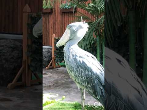 庭で役に立つ鳥は何ですか？ 9人の素敵な友達をあなたのところに迎え入れましょう！  庭園