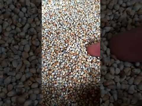 Wheat Grading Machine