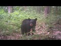 Small Black Bear Jaw Chomping Huffing And Blowing