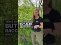 Let me show you a flower: Chokecherry #ShortsVideo #WillCounty