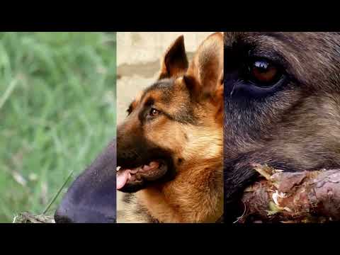 Peggy - Petr Spálený