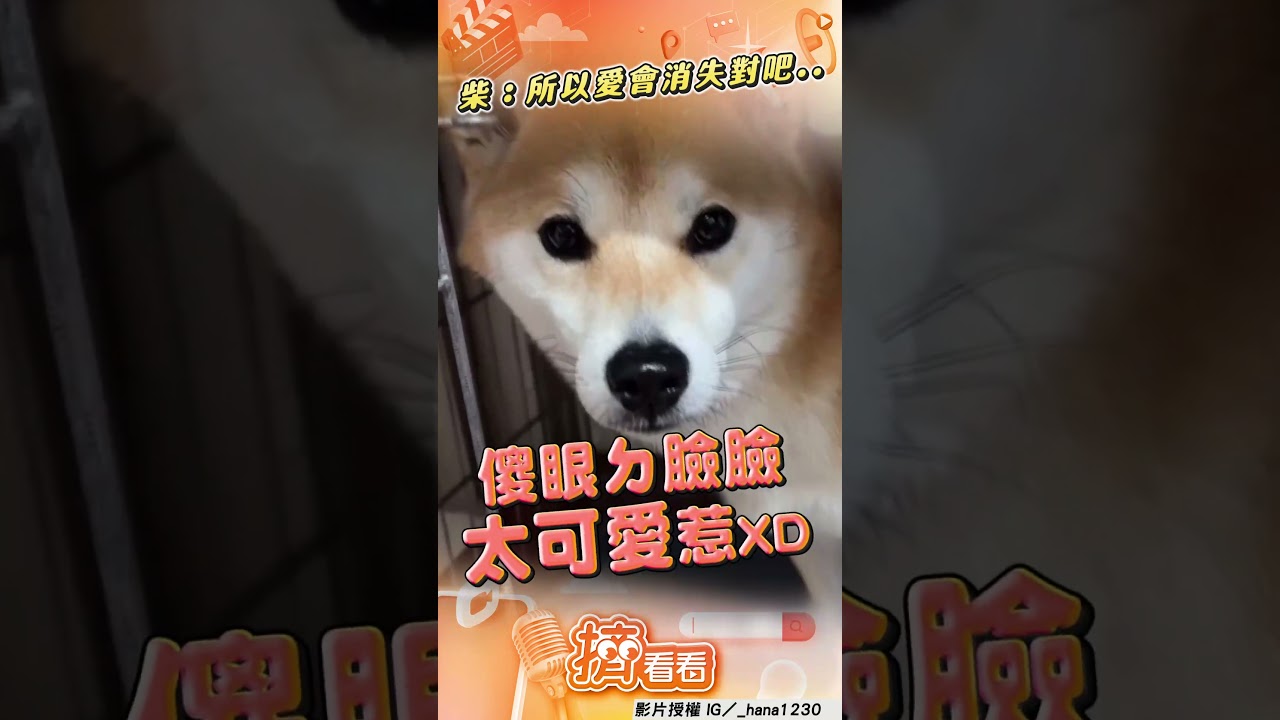 影音／柴柴晚餐被減量秒變臉　定格傻眼：跟我開玩笑？