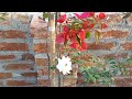 My Winter Garden Winter Garden Overview 2022 Winter Flower December 2022