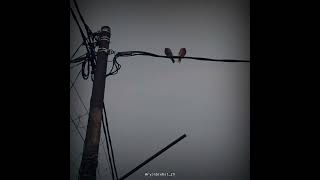 Download lagu Story whatsapp || Terima Kasih Cinta - Afgan #shortvideo #youtubeshorts #storywa #musikviral mp3