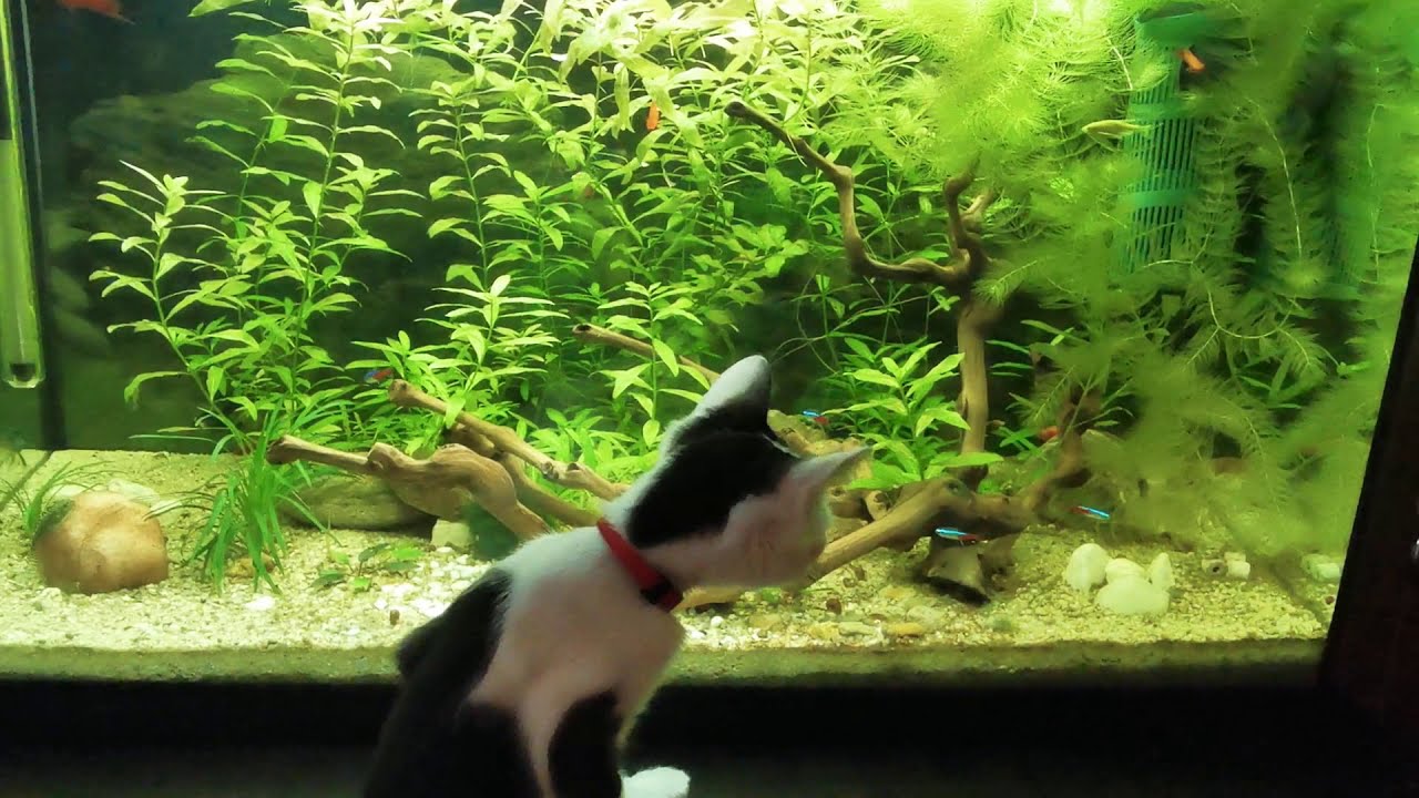 Pisica prinsa in fapt