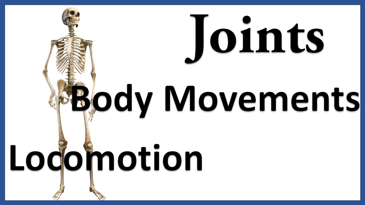 What are the differences between hinge joint and ball and socket joint? Any Answers EN