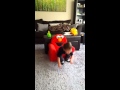 Sneeze Toopy