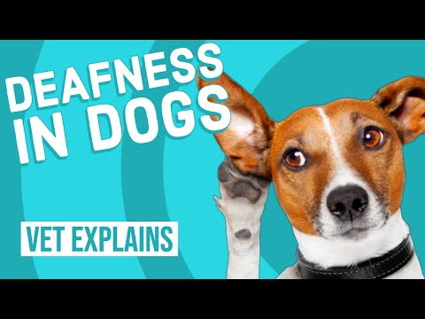 Deafness in Dogs