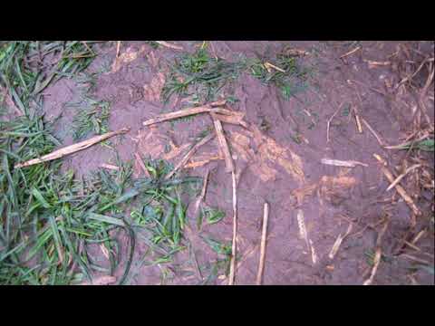 Meine Buffalos  My Buffalos Classics