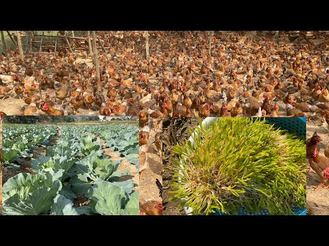 , title : 'Chicken Farm - Growing vegetables to raise chickens, nutritional regimen for 110 day old hens.'