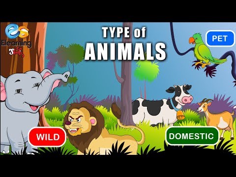 Pets, Wild Animals, Domestic Animals