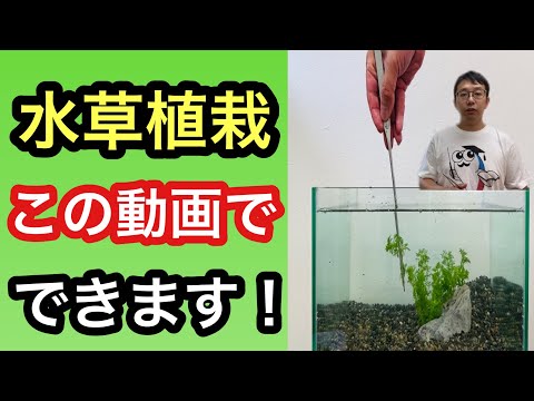 水中水草トレンド2022