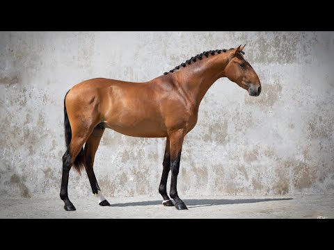 **SOLD** Young piro free Lusitano with top movement - Escorial offspring  (REF#631)