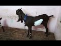 Ma Shaa Allah Top Most Breed Line Female Goat