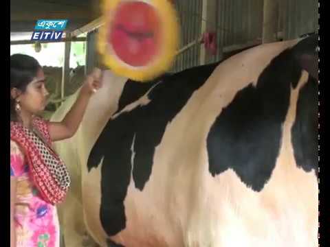 কোরবানির পশুর হাট এখনো জমেনি
