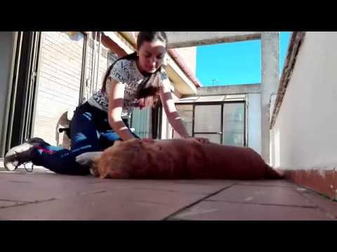 Entrenando con Mason, perro de terapias asistidas con animales