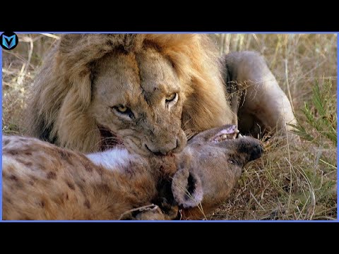 15 Most Incredible Lion Attacks Caught On Camera