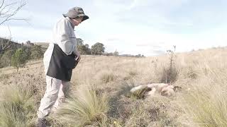 Kangal dogs in Australia. Preparing for winter.