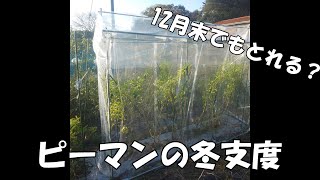 12月でもとれるピーマン？