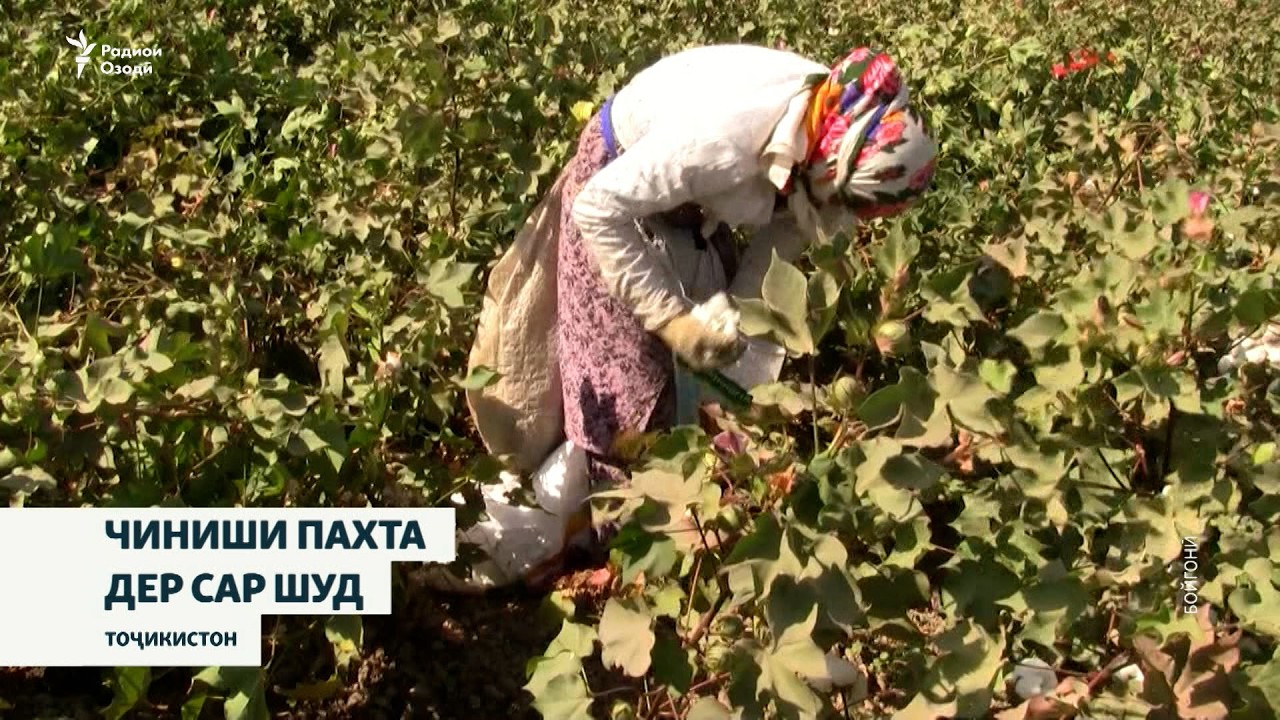 Чаро имсол дар Тоҷикистон чиниши пахта дер сар шуд?