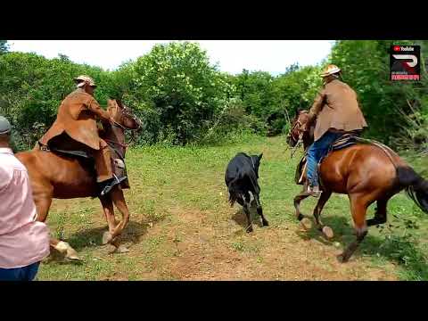 Pega de boi pé-de-porteira da Fazenda Pitombeira em Granito Pernambuco.. ( Esquenta )