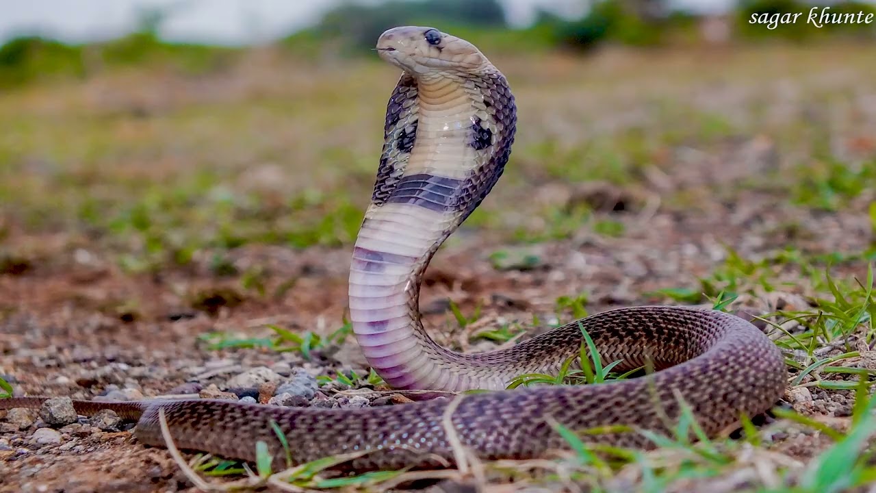 Flora and Fauna in our Neighbourhoods | Eco Explorers | One Planet Academy