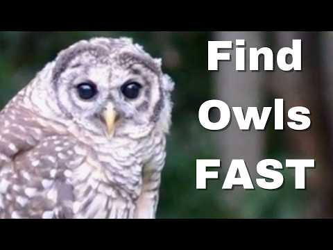How To Find Owls (Owl Tracking)