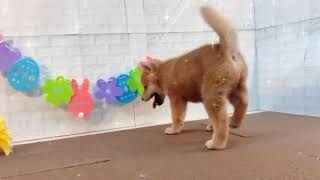 柴犬の動画01